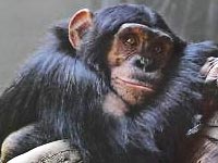 Chimpanzee