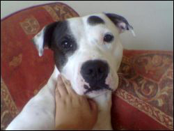 Bruce