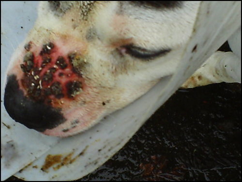 Bruce Untreated  injury