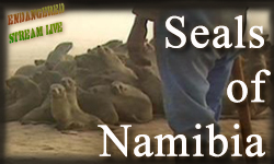 Seals of Namibia BNR Sm