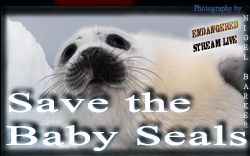 Save the baby Seals BNR small