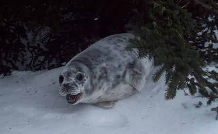 Grey Seal
