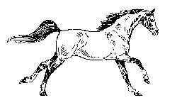 horse