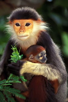 Monkey