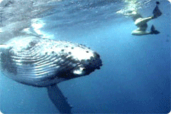 Sea Sheherd