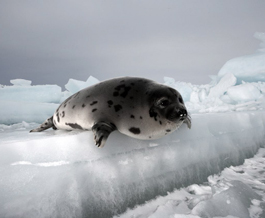 Seal Photo Nigel Barker