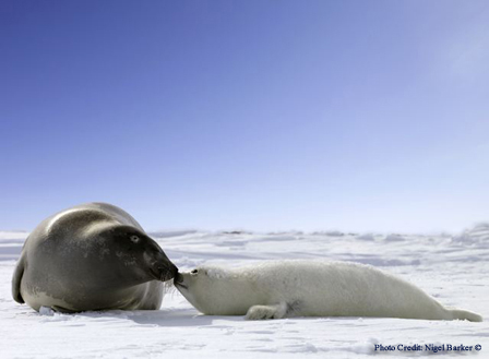 Seals 