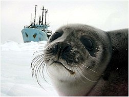 Seal
